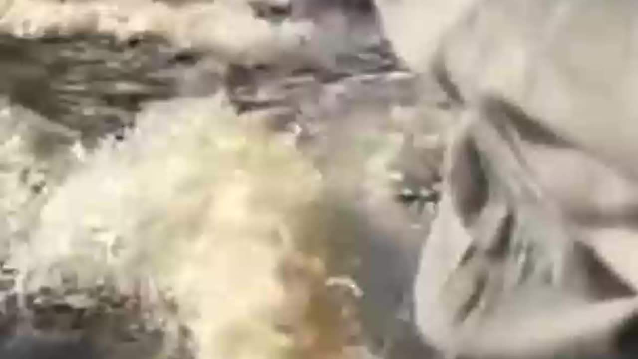 When Hippos ATTACK !!! #hippo #attack #wildanimals