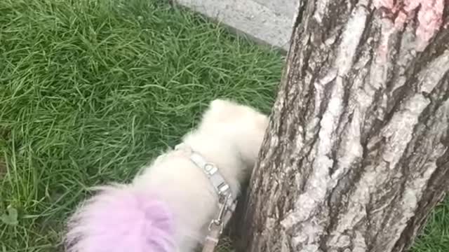 dog playing in grass