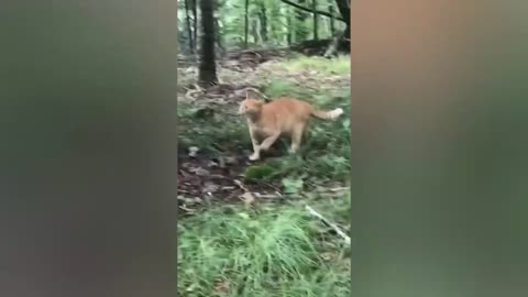 Funniest Cats And Dogs Videos | Best Funny Animal Videos 2023 | New Funny Cats and Dogs Videos