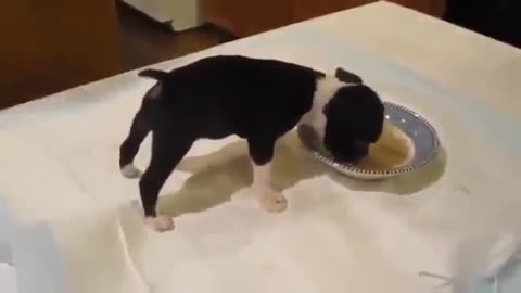 Funny Little Puppy Eats 2021