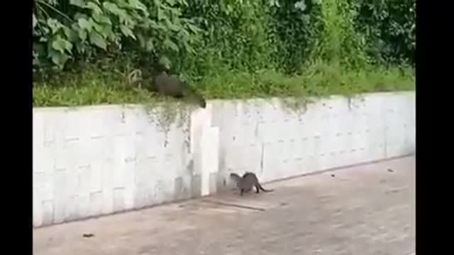 Watch the spirit of help in this animal