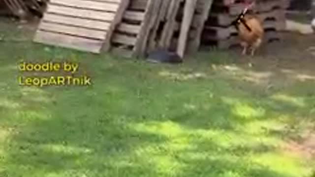 Chicken chases a dog.