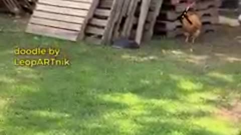 Chicken chases a dog.