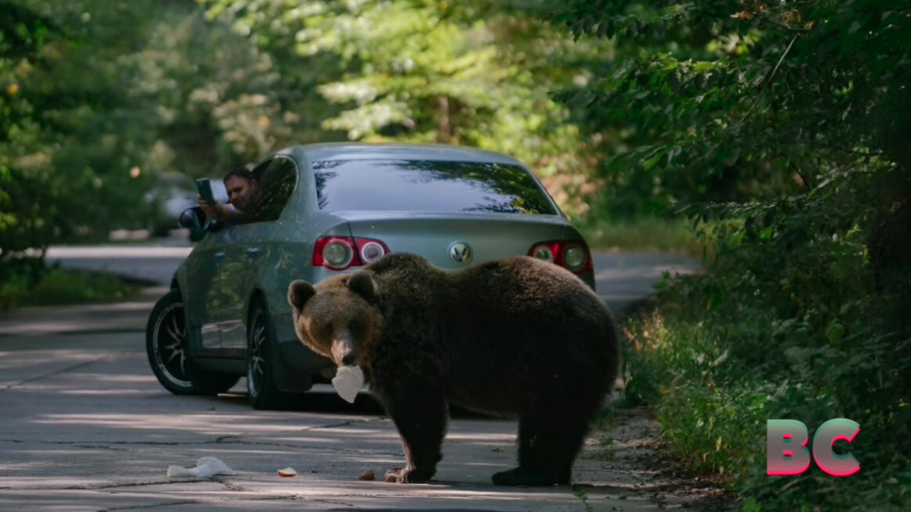 Romania to kill 500 bears to curb overpopulation after deadly attack