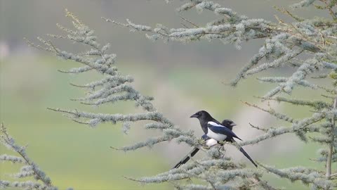 Amazing Natural Relaxing Bird Sounds