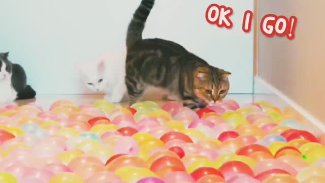 Cats walk on water balloons floor