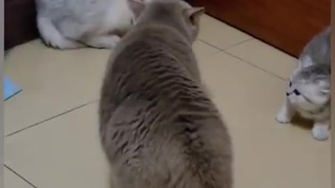 Funny Cat Videos..😹🐈 #Shorts