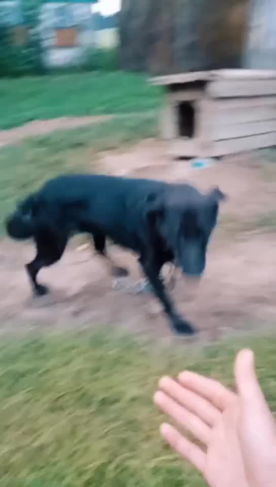 Этот пёс🤙🏾