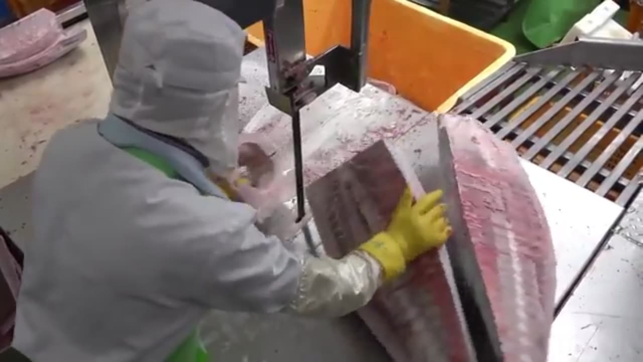 The Stunning Process Behind European Fishermen Catching Millions of Bluefin Tuna!