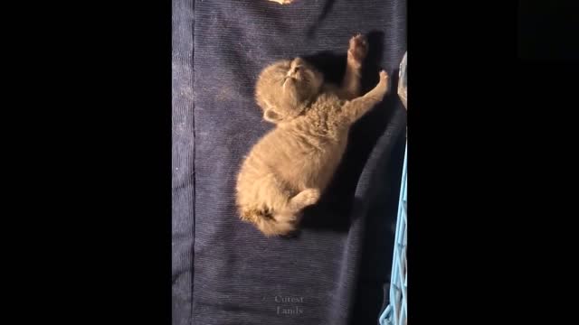 😍Cute Cats and Funny Dogs Videos Compilation💗