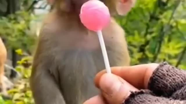 cutemonkeyshorts