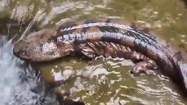 Amazing Nature. Strange Creatures...