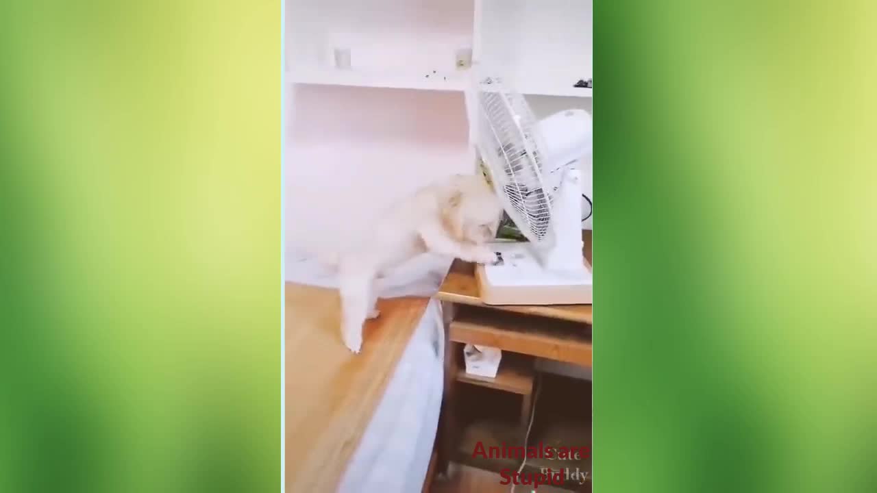 The funny dog is preparing his bed for sleeping