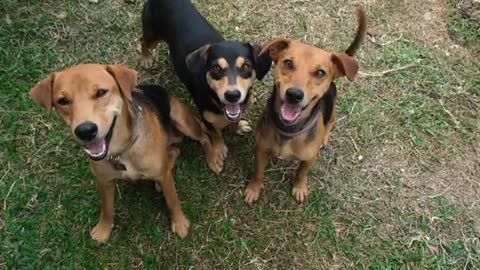 Three Happy Mixed Breed Dogs Looking Up At Camera