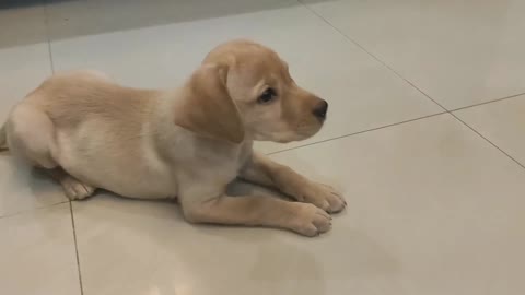 Learn little lebrabor puppy training