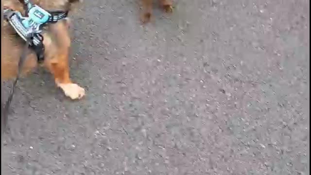 Puppy daschund and his friend are playing