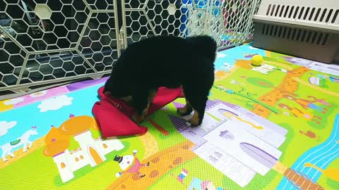 Play with the red blanket, baby Shiba dog.