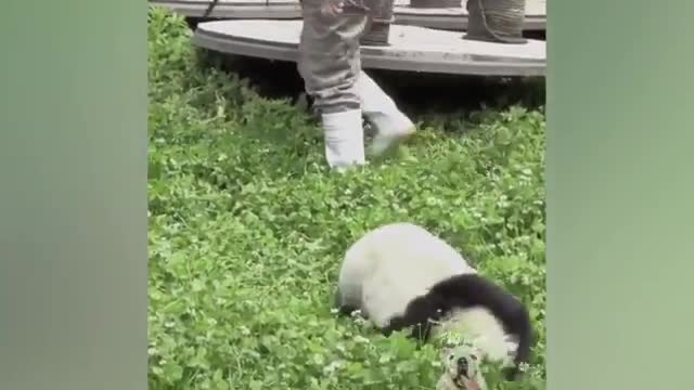 Funny Panda Thinks He Is Slick / Try Not To Laugh!