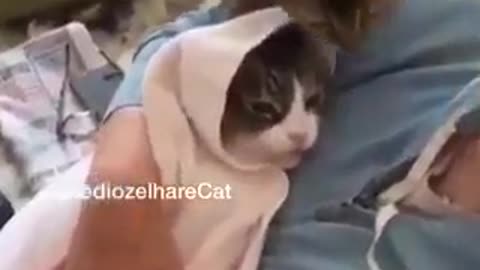 Jealous cat sibling