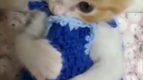 Cute baby cat