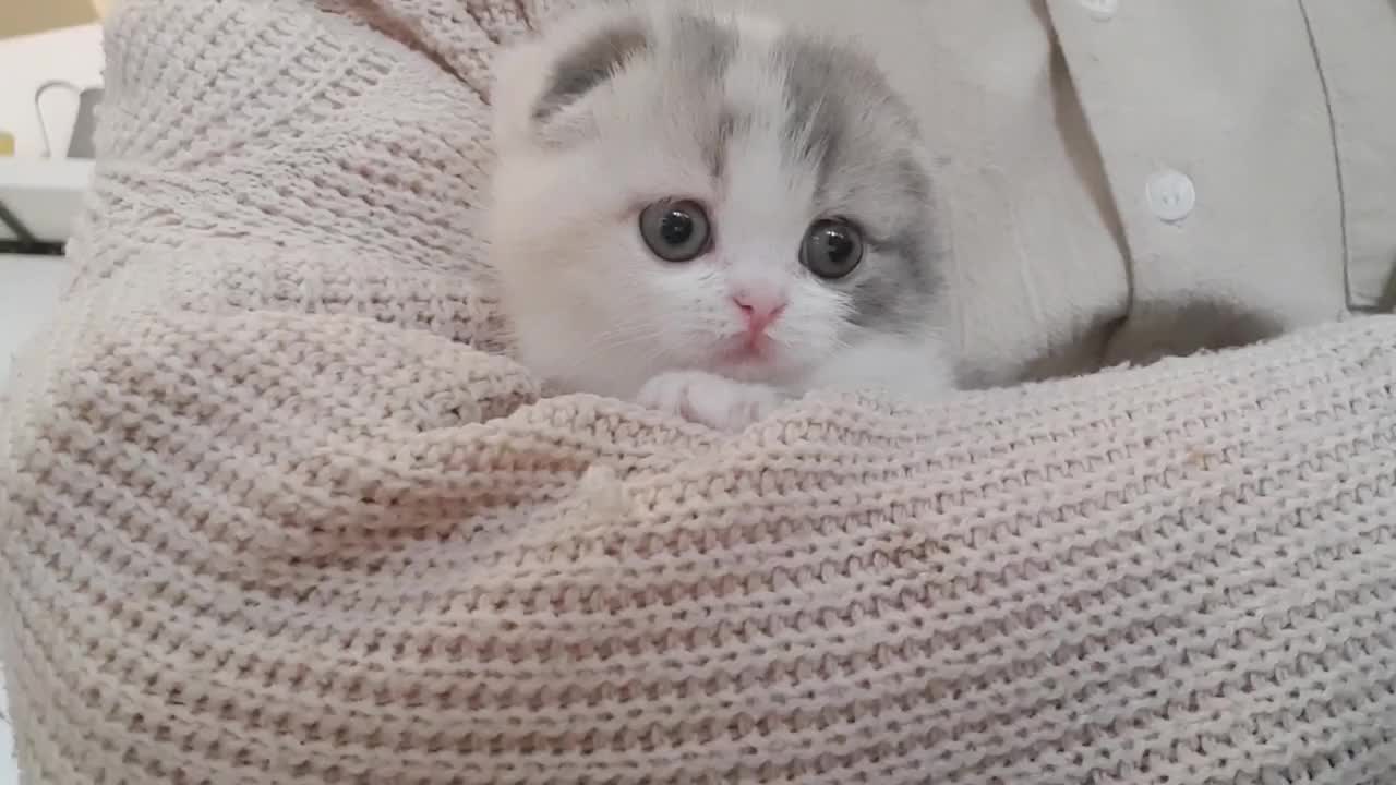 Cute Cat.! Funny Cat
