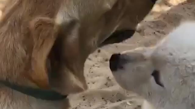 Dog Loves | Funny Dog