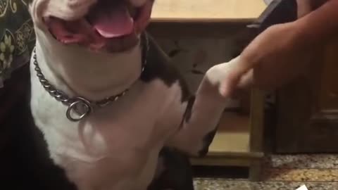 PITBULL VS BULLDOG NAIL CUTTING