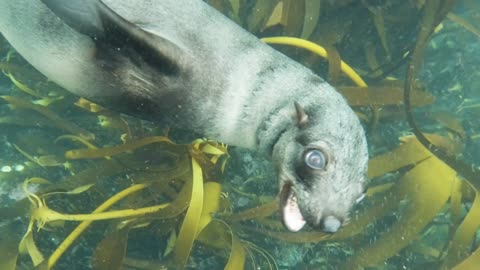 Sea Lions and other Sea creatures very close up view underwater