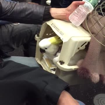 White bird yellow top in cage