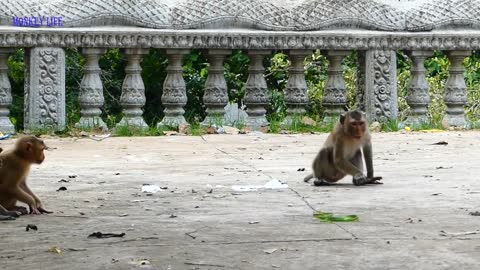 Attack between snake and monkey like a funny funny