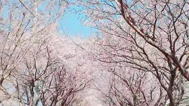 spring / cherry blossoms-Beautiful flowers /Longer video