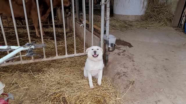 so cute dog smiling infront of cow