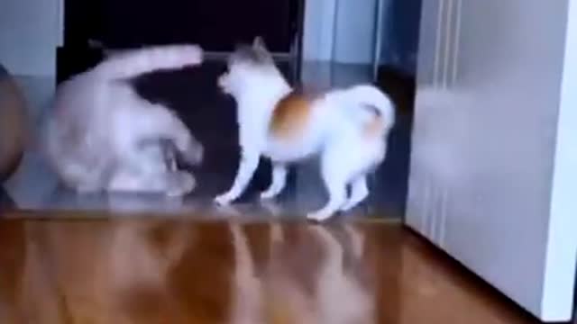 Cute Cat - Funny Animals