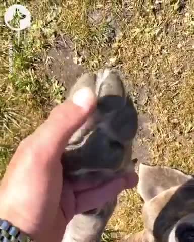 Funny Dog Tries To Make Phone Call With Paw