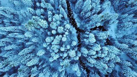 Snow covered forest