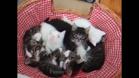 cute and funny cats!