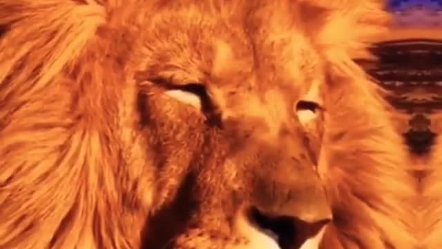 Cute animals video