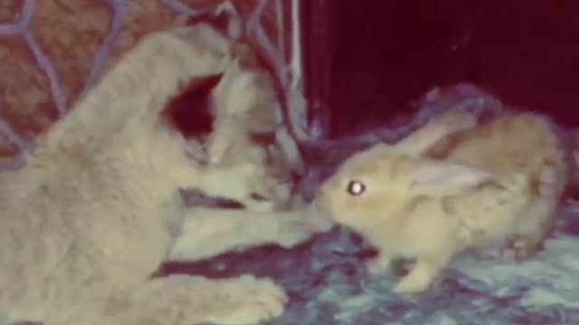 Baby lion plays with rabbit