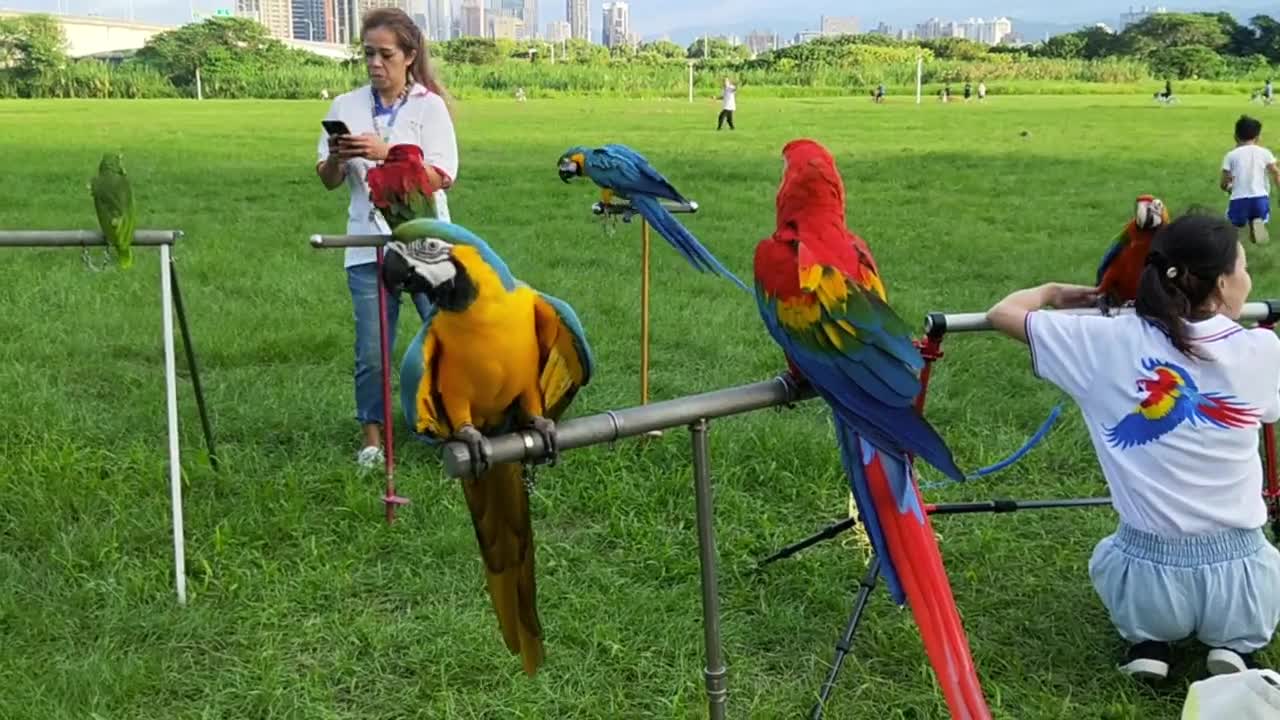 A Colorful Birds Perched on Metal Pole