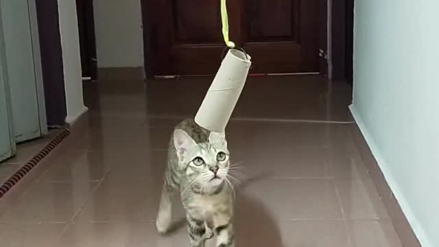 Funny cat video by Kingdom of Awais.