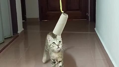 Funny cat video by Kingdom of Awais.