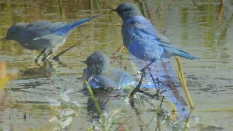 Bluebirds Galore Montage