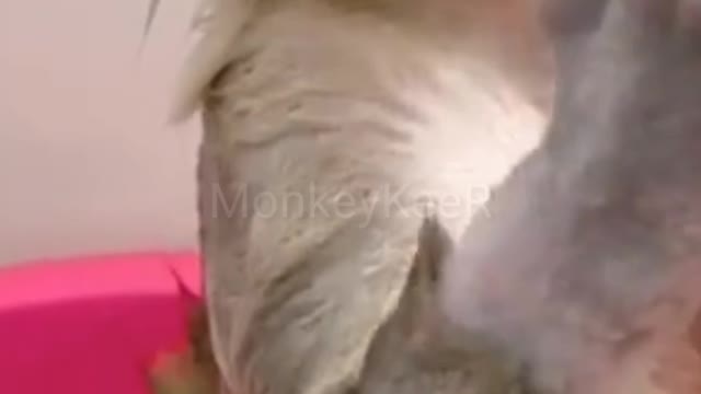 Monkey Eating Gauva while Taking Bath