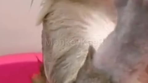 Monkey Eating Gauva while Taking Bath