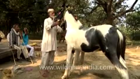 Horses for sale at Sonepur Cattle Fair in Bihar