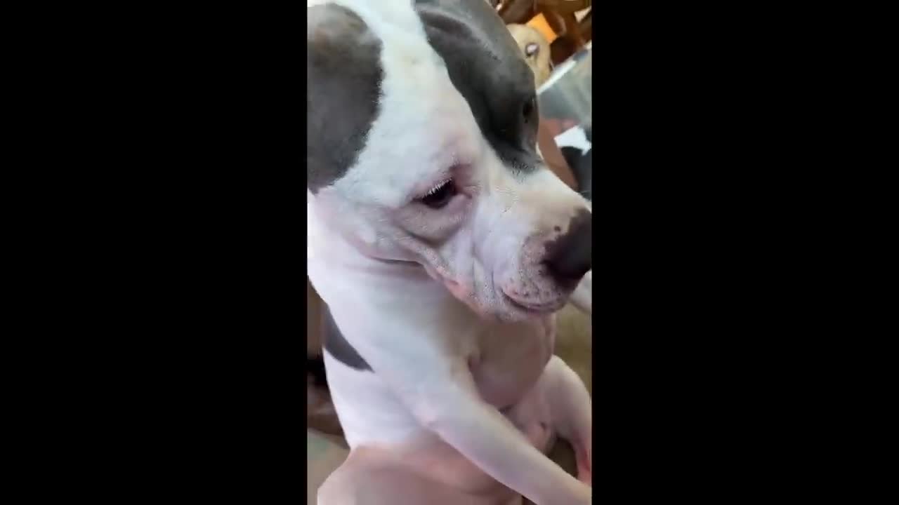 UNUSUAL MEMES COMPILATION 001