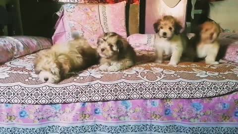 My four innocent dogs.