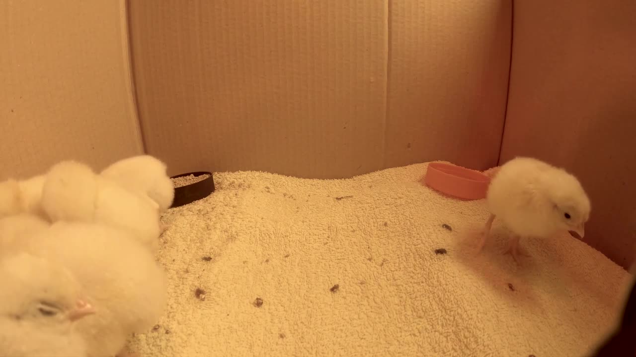 4K Day-Old Chicks - One Hour Ambient Sound and Video