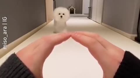 Cute Dog
