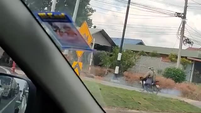 Herd of Cows Wait for Traffic Signals to Cross Road